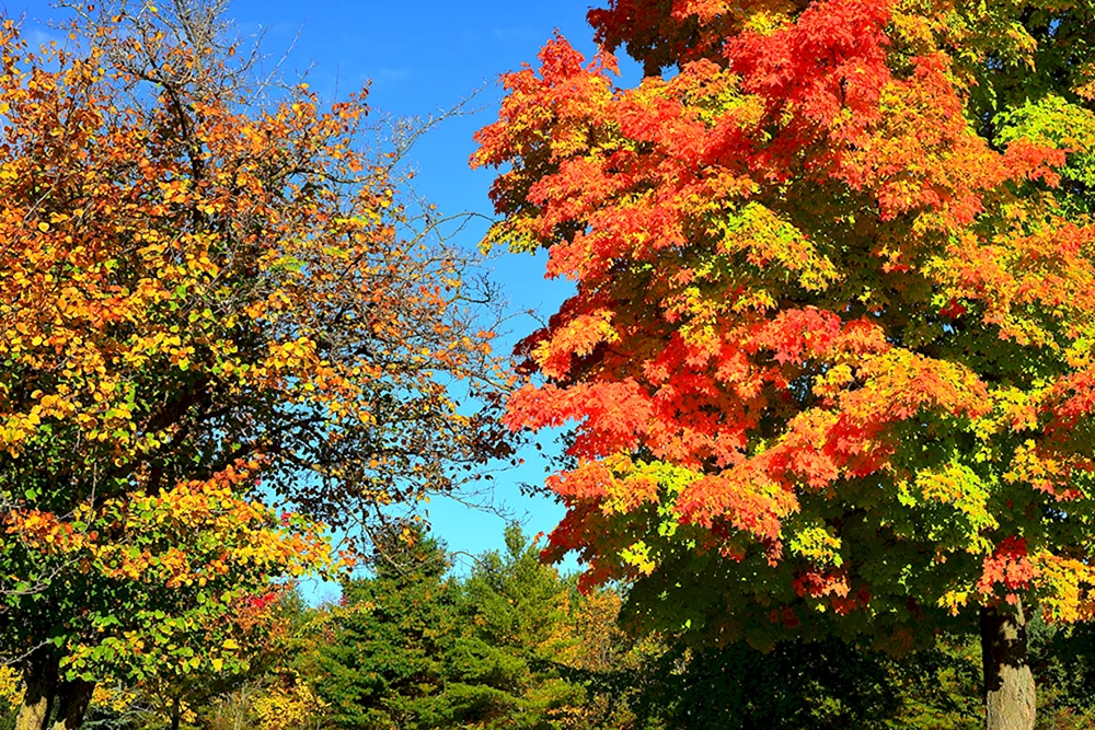 Schöner Baum
