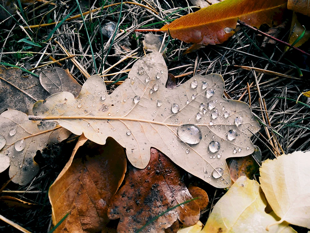 Eichenblatt im Herbst