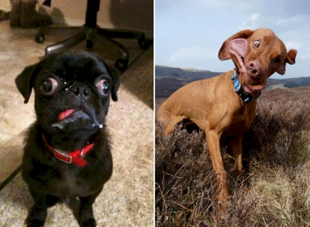 Dumme Hundegesichter