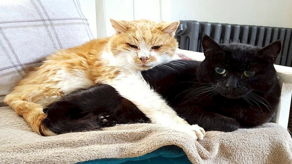Zwei Katzen
