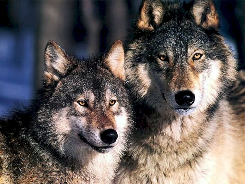 Weißer Polarwolf