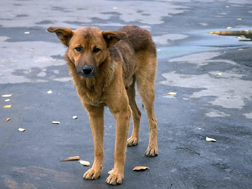 Kurzhaarige Hunde