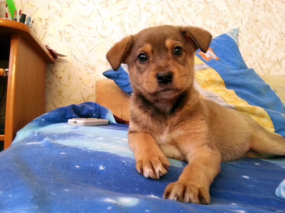 Mischling aus Dackel und Labrador
