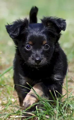 Mischling Terrier