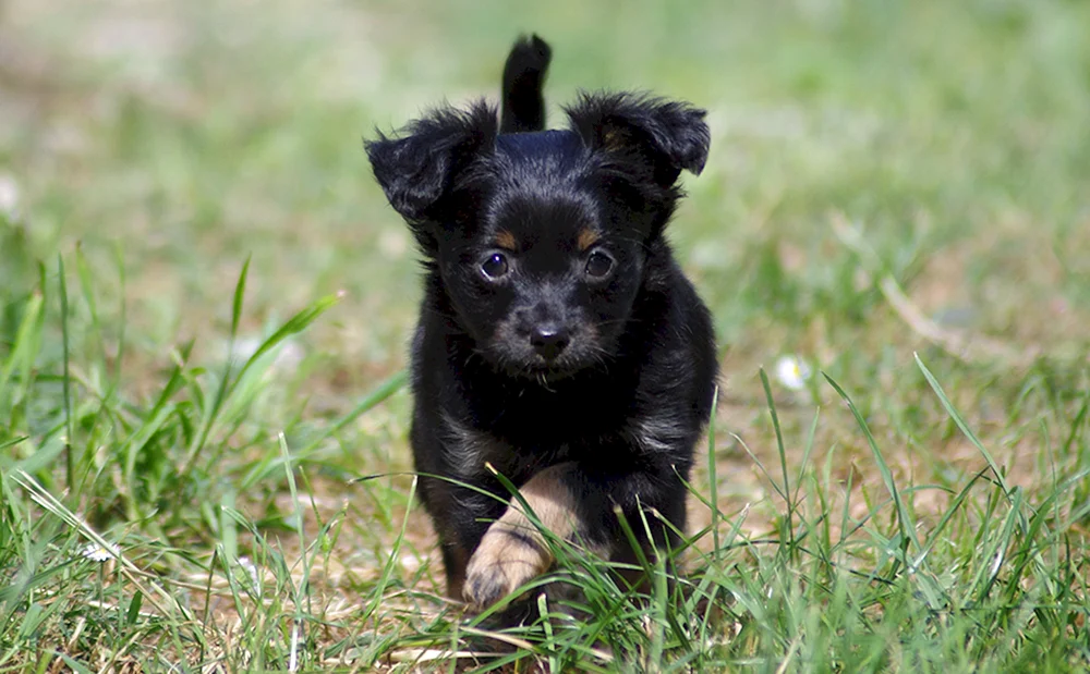 Mischling Terrier