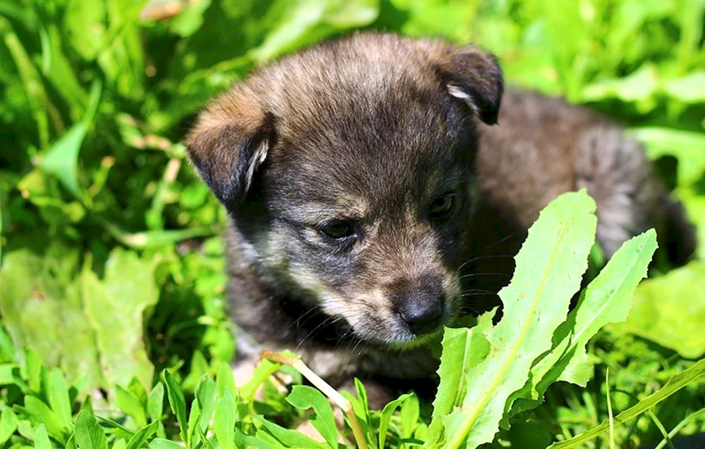 Mischlings-Terrier Hunderasse