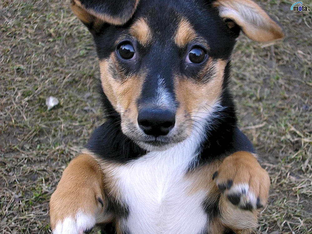 Mischling Terrier