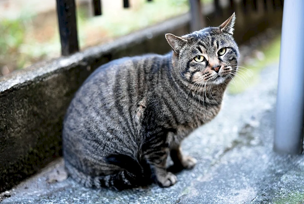 Tabby getigert gestreift