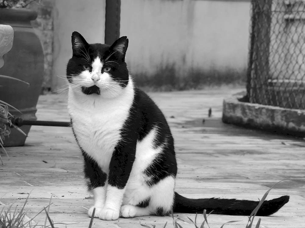 Schwarz-weiße Katze
