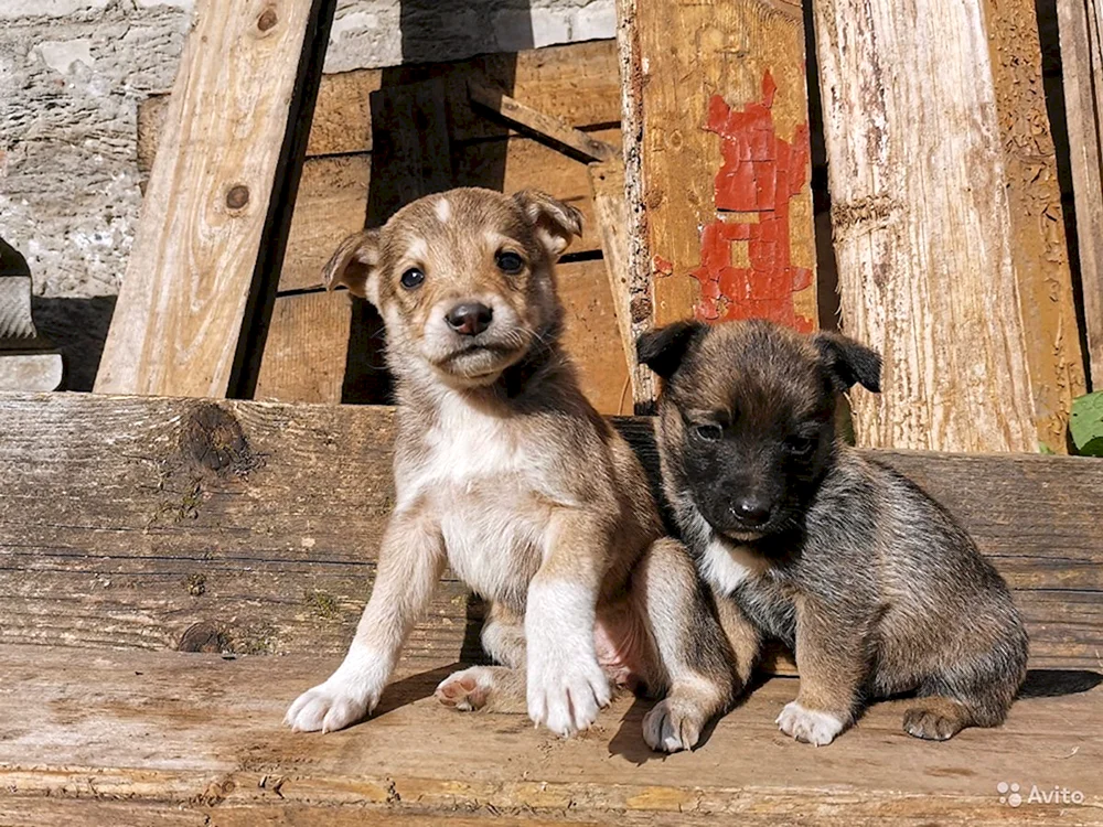 Kleiner Mischlingshund