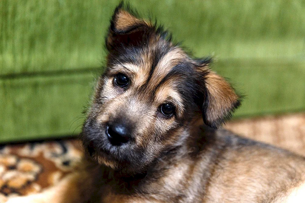 Mischlingshund