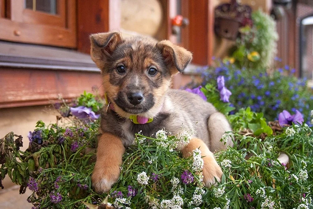 Schäferhund fluffie