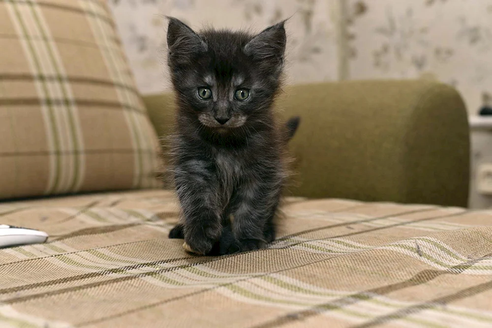 Smoky Scottish Straight rauchige Katze