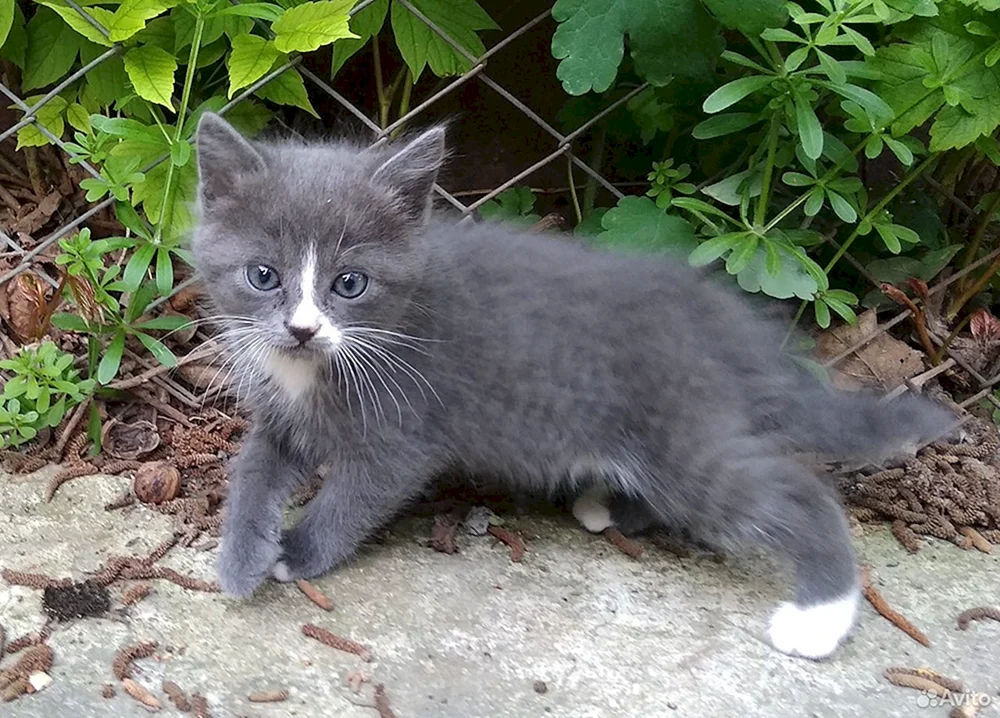 Schwarz rauchige Katze