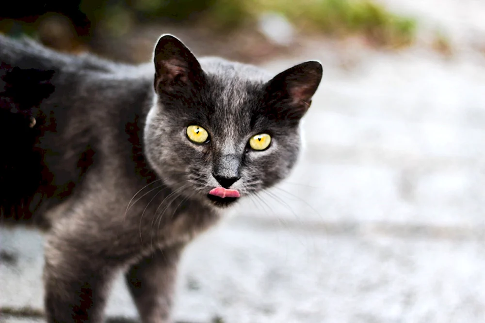 Chartreuse Katze