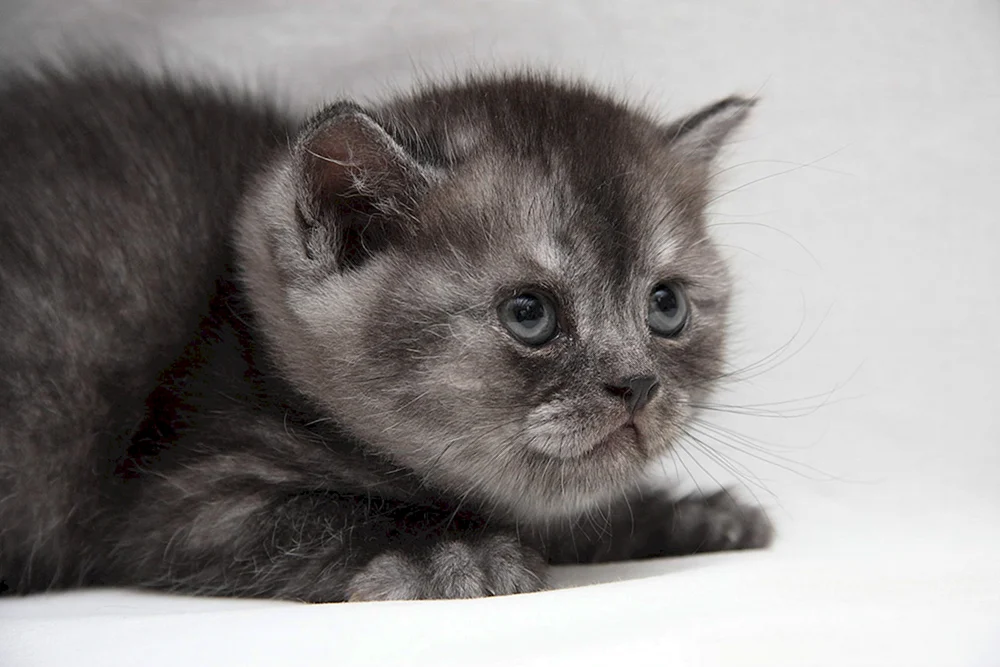Nibelungerasse Katzenfoto