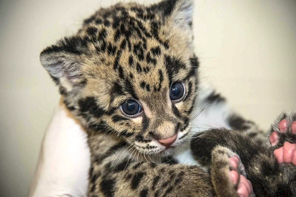 Östliches Leopardenjunges