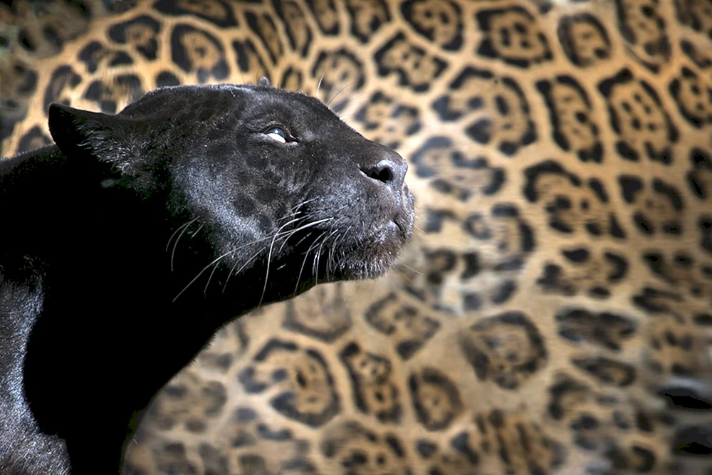 Rauchiger Leopard melanist