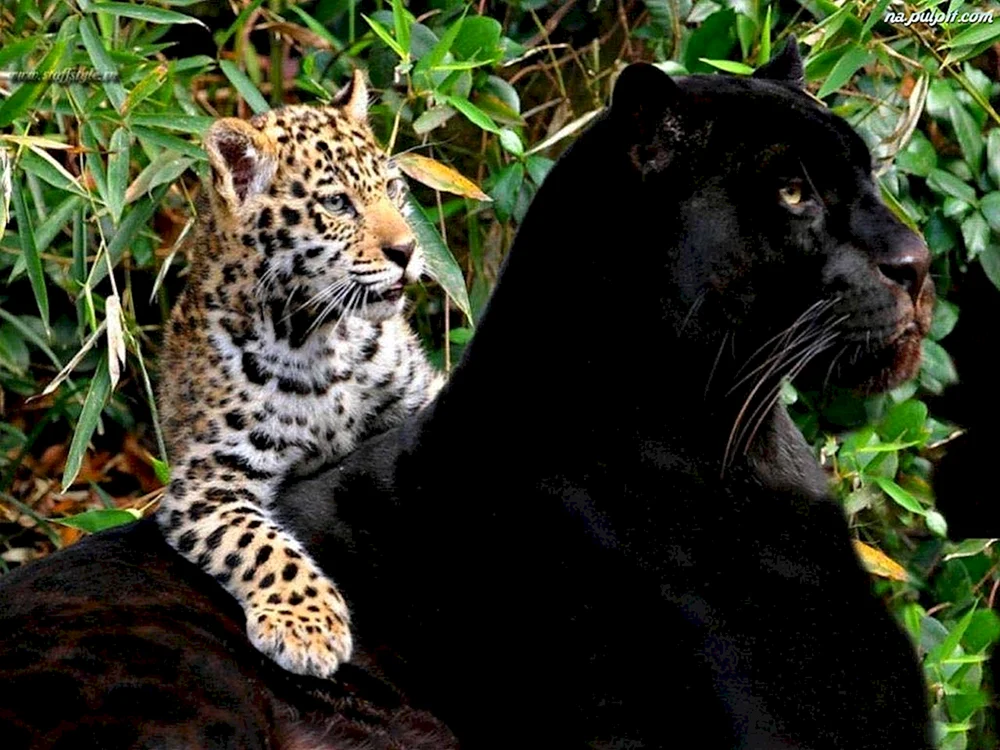 Puma und Panther