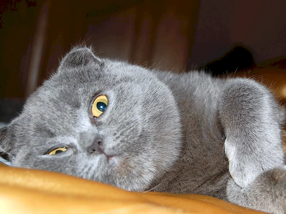 Scottish Fold Scottish lop