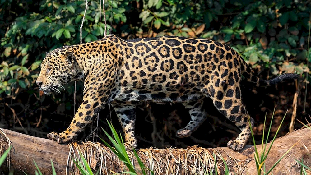Texas-Jaguar