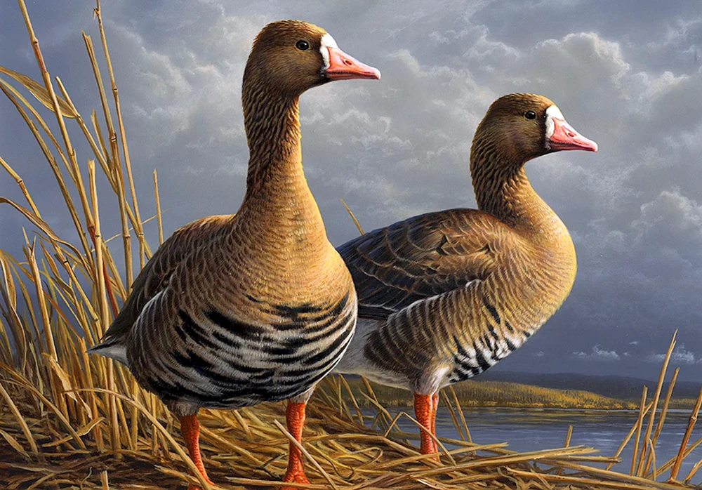 Gänse