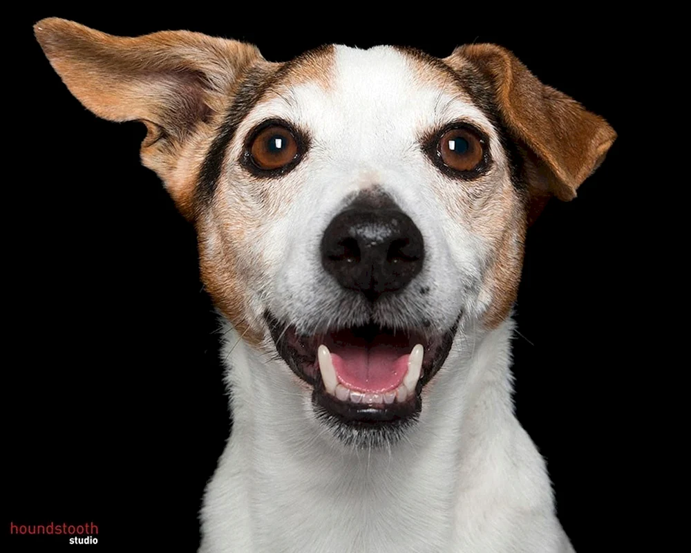 Jack Russell
