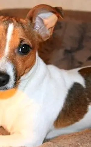 Jack Russell