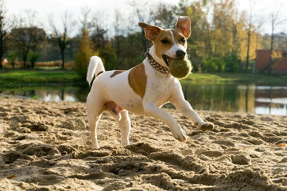 Jack Russell