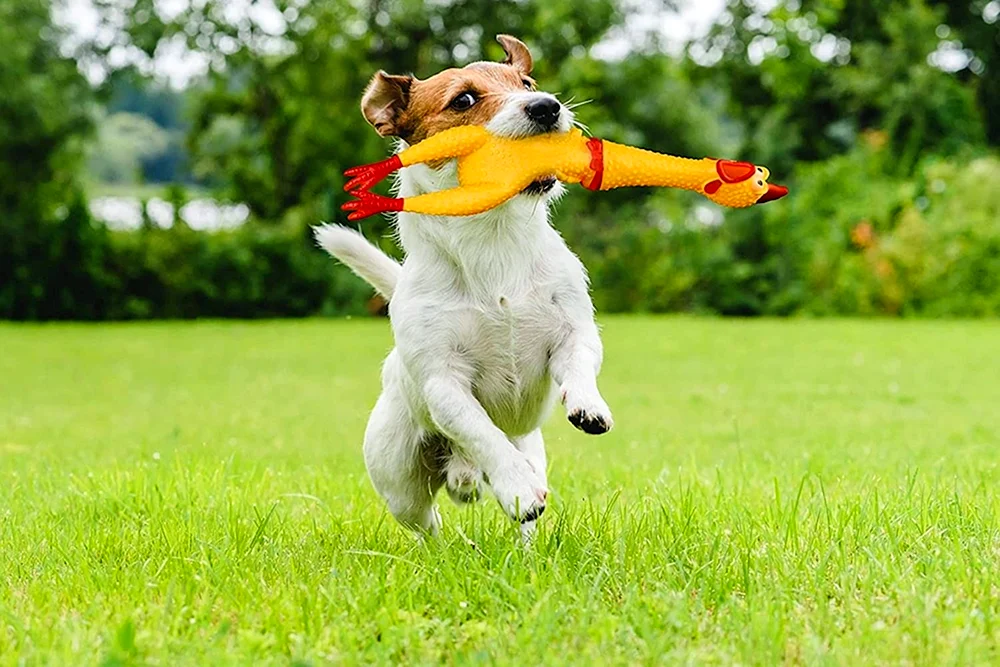Hundespringen