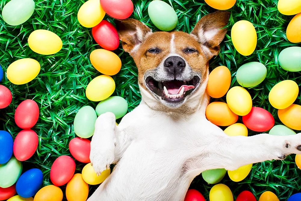 Bunte Hunde