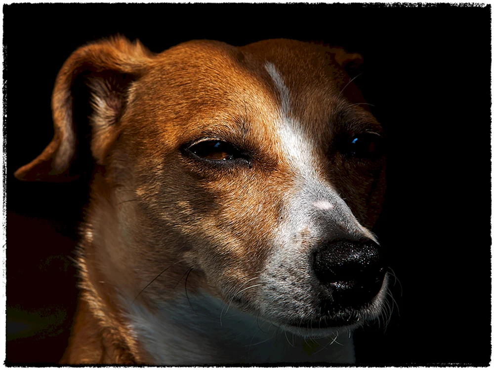 Hund verdächtiges Foto