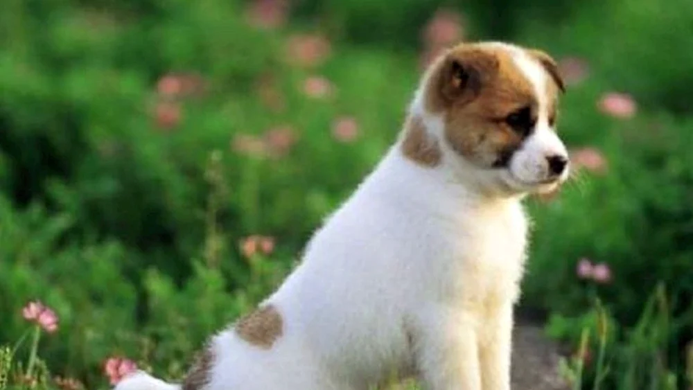 Jack Russell
