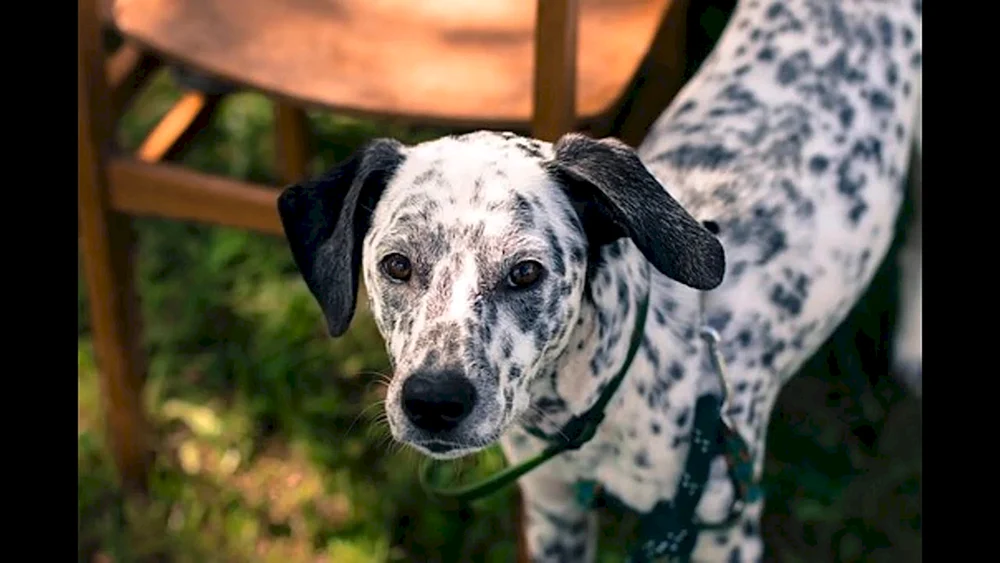 Jack Russell Dalmatiner