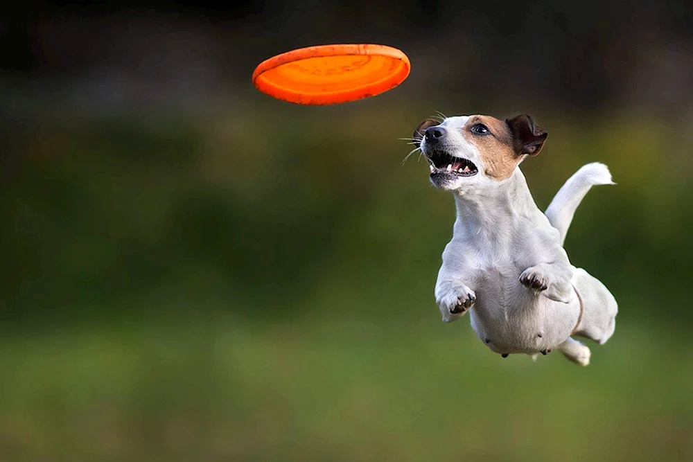 Jack Russell Terrier Hund Frisbee