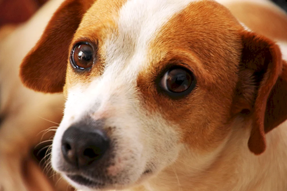 Jack Russell- Terrier