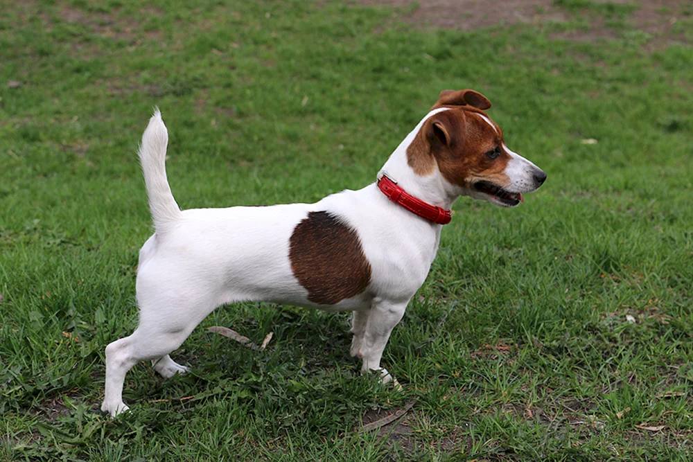 Russischer Toy Terrier schwarz
