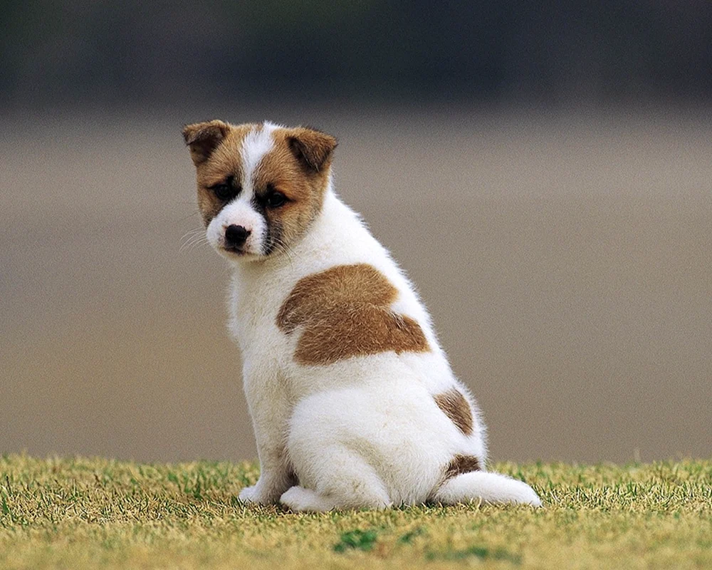 Jack Russell Terrier Terrier