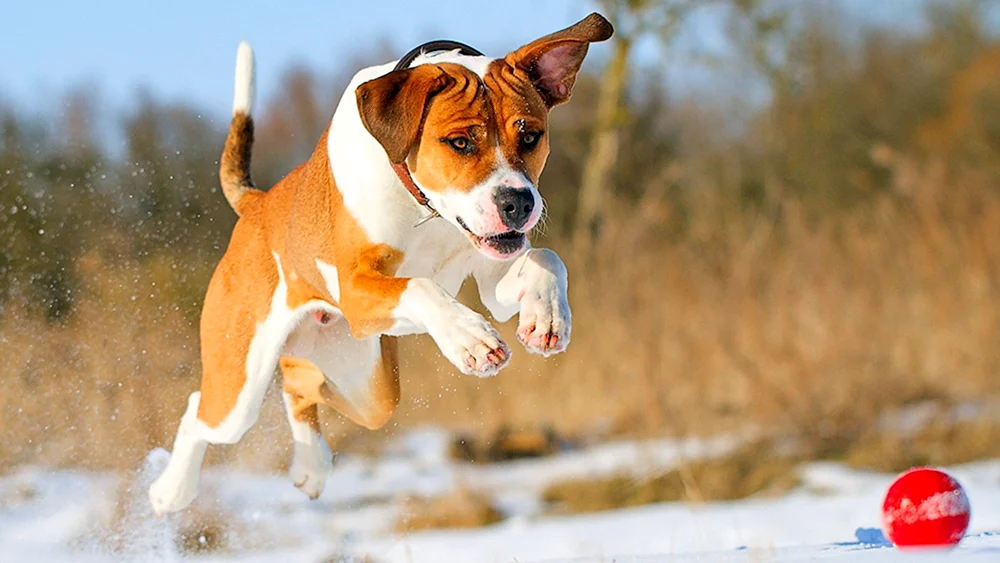Hund laufend