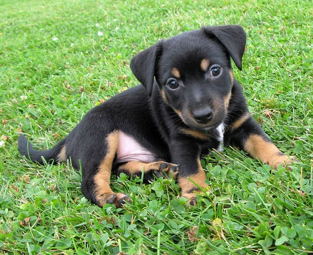 Alicia Brown Hund