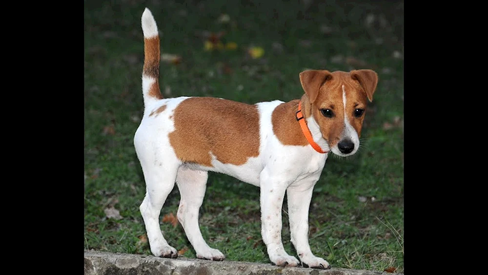 Jackerhound Hunderasse Russell Terrier kurzbeinig