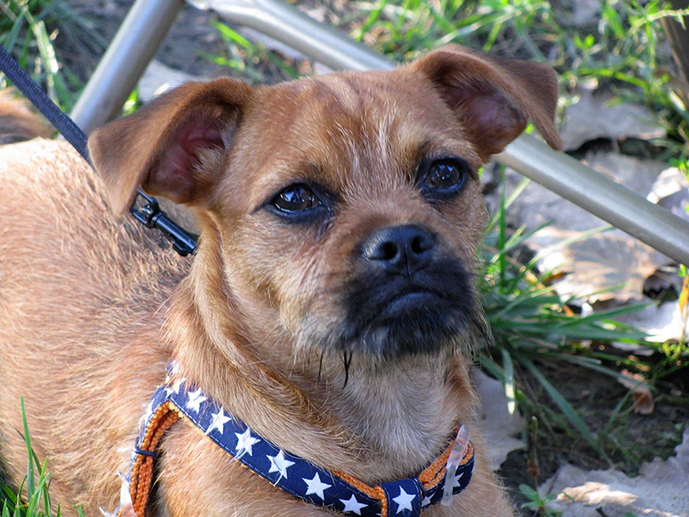 Jack. Russell Terrier-Mix Mops und Pekinese Mops und Shiba Inu Pagle Mops Bull Mops Pekinese Mops und Chihuahua Mops und Chihuahua Mops und Mops-Mix Pekinese