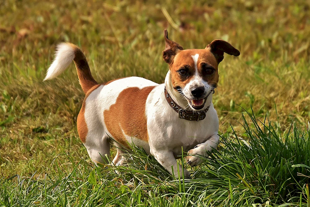 Rasse des Beagle