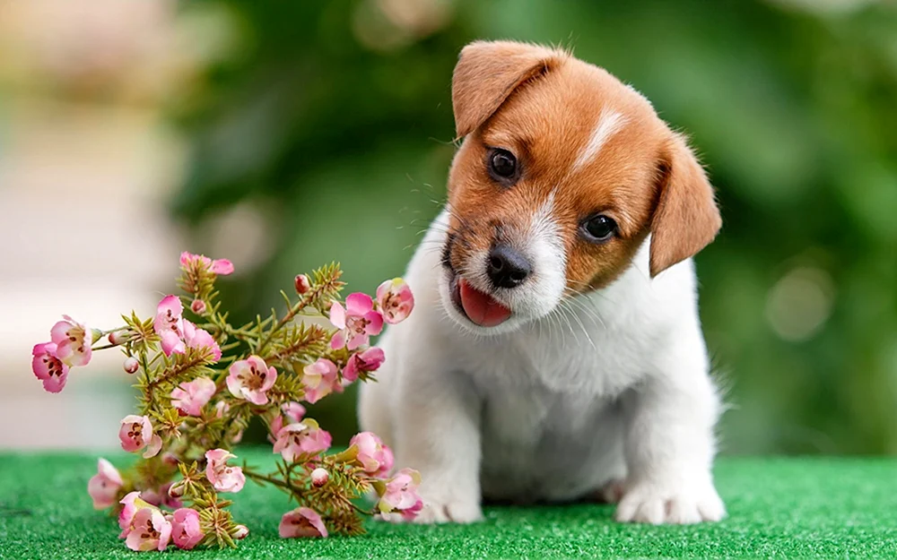 Jack Russell- Terrier Welpen