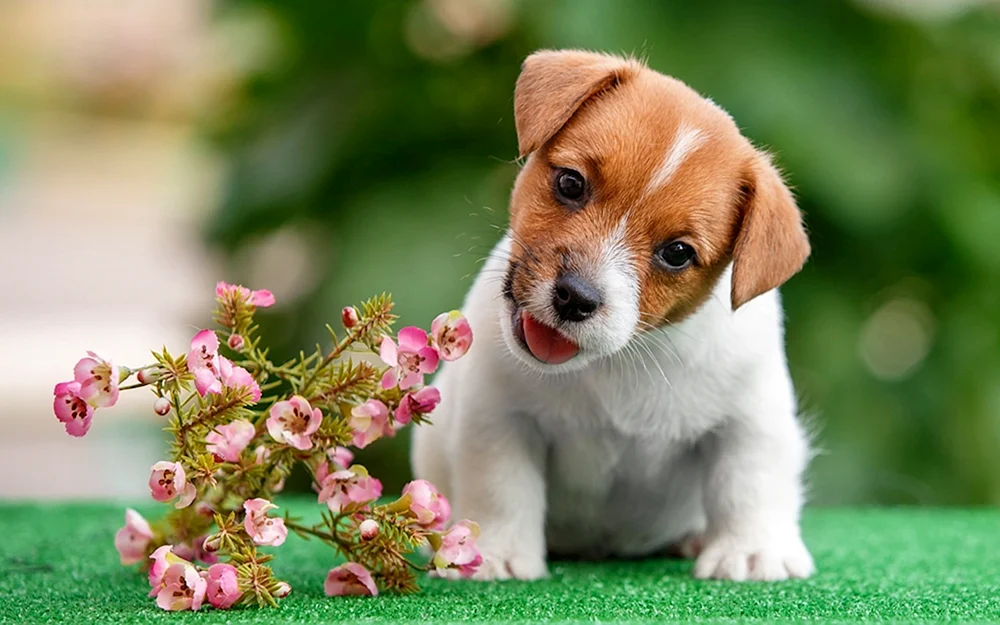 Jack Russell Terrier Welpen