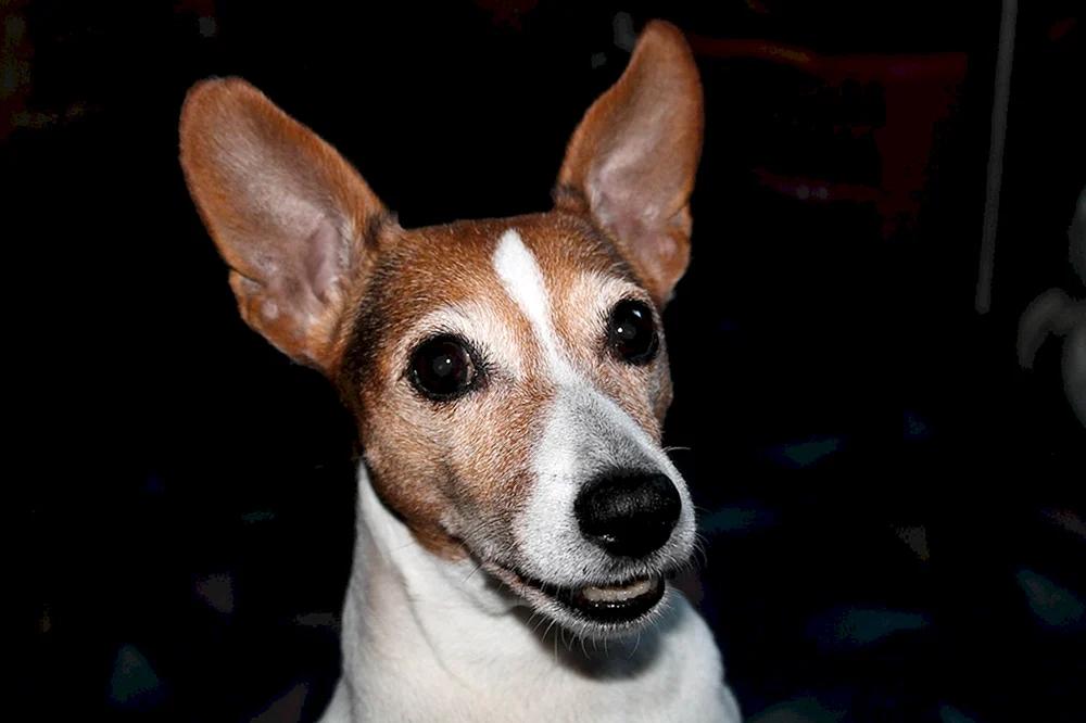 Dobermann ungekupfert