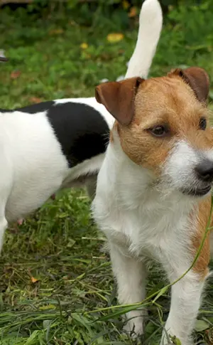 Jack Russell Greyhound
