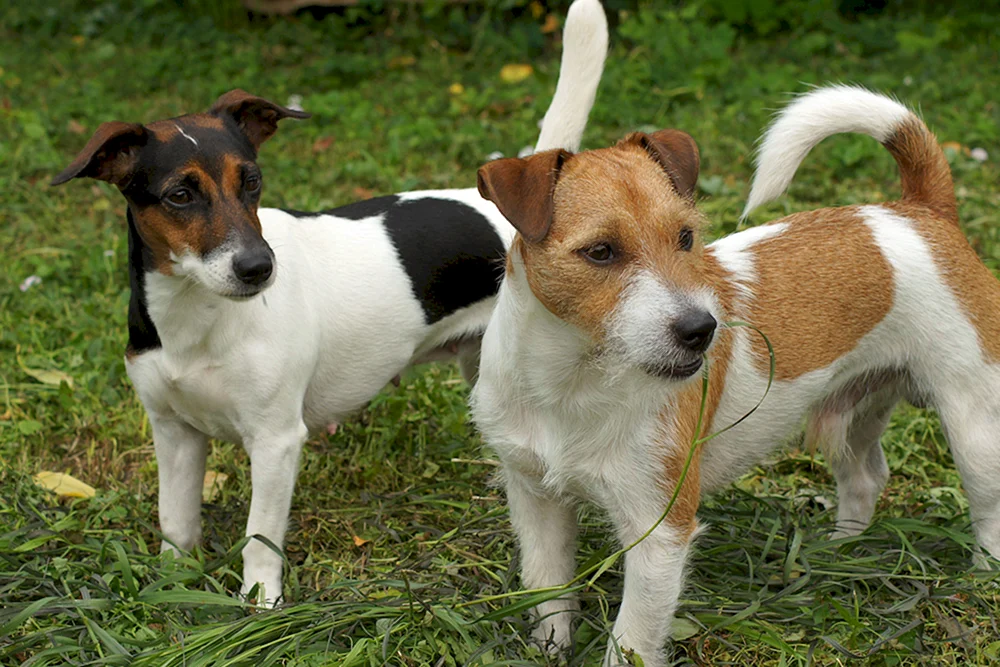 Jack Russell Greyhound