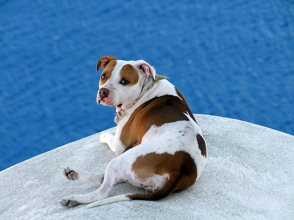 Jack Russell Terrier harthaarig
