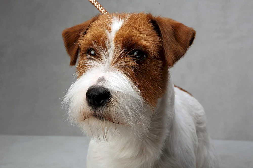 Jack Russell- harthaarig